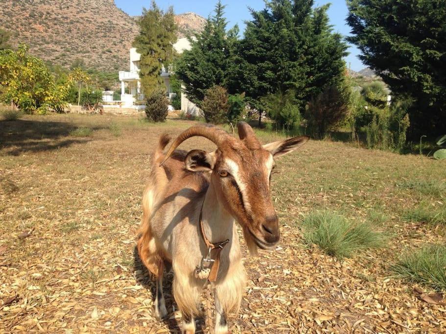 Vilă Celeste Chania (Crete)